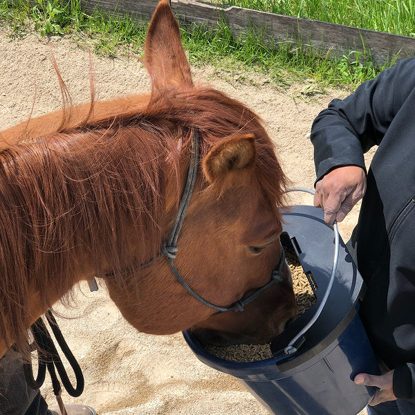 Horse Feed